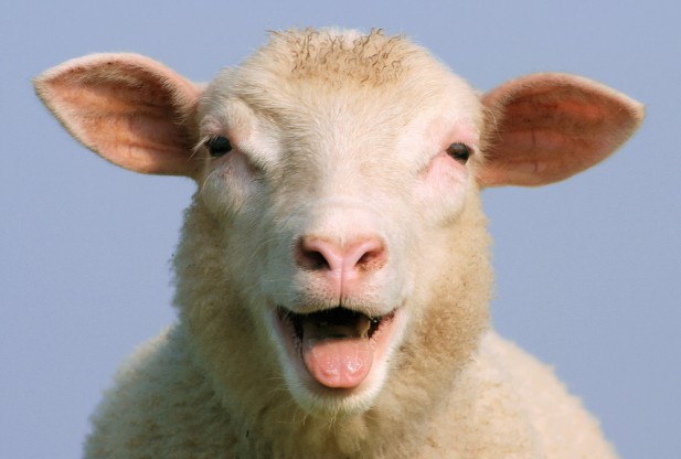sheep-redorbit